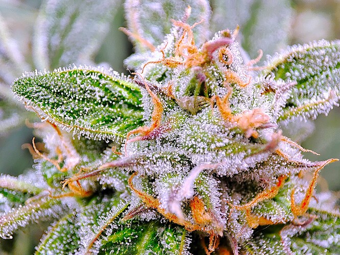 Growreport Bild 18