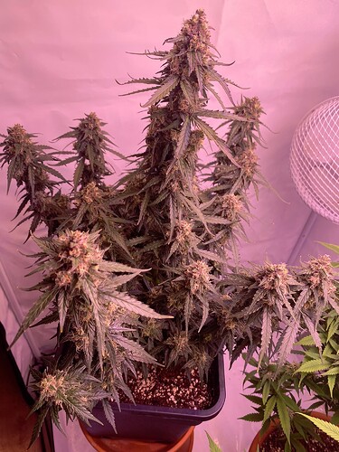Growreport Bild 25
