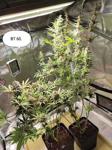 Growreport Bild 4