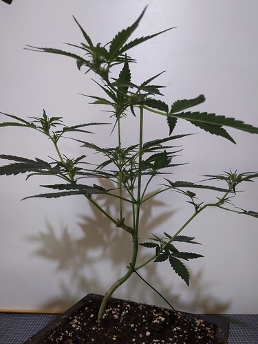 IMG_20240310_120057_412