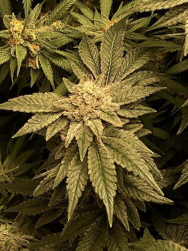 Growreport Bild 6