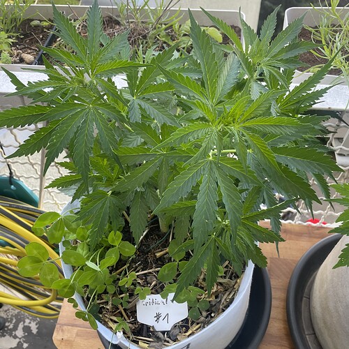 Growreport Bild 5