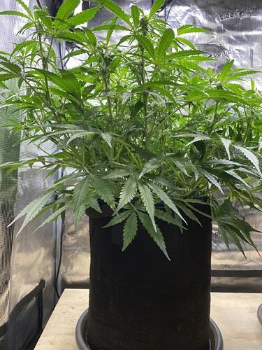 Growreport Bild 73