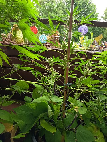 Growreport Bild 12