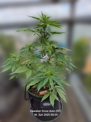 Hawaiian Snow Auto (Ganja Farmer)