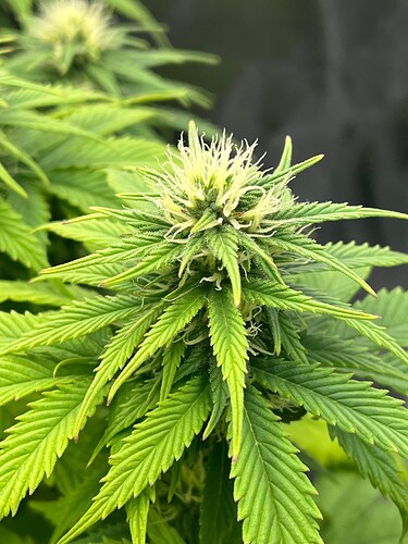 Growreport Bild 6