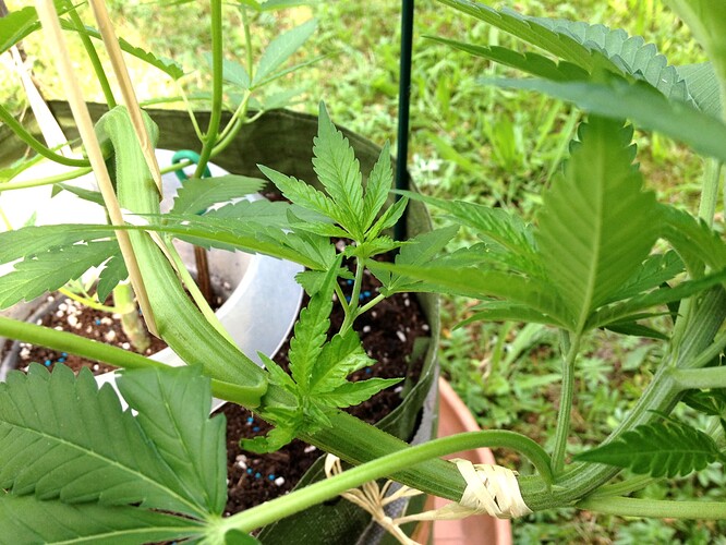 Growreport Bild 12