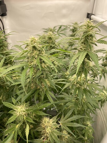 Growreport Bild 5