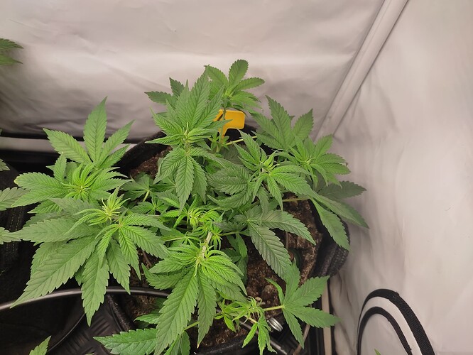 Growreport Bild 27