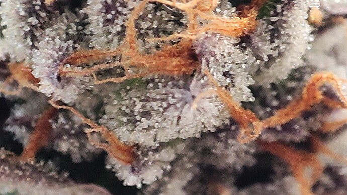 Growreport Bild 5