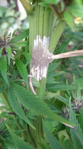 Growreport Bild 7