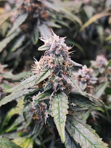 MVIMG_20251121_193702