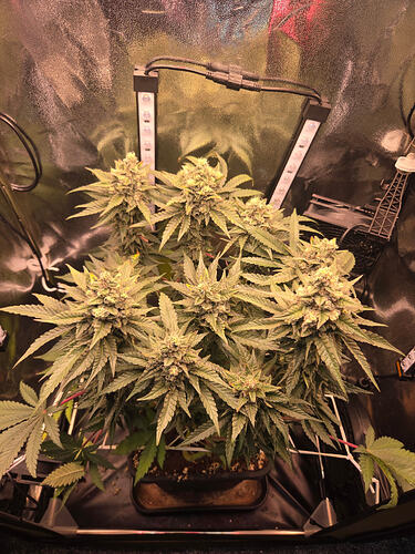 Eine blühende Cap Junky Cannabispflanze in einem Growzelt unter LED-Beleuchtung.