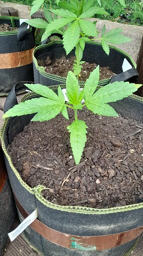Growreport Bild 18