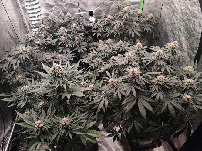Growreport Bild 11