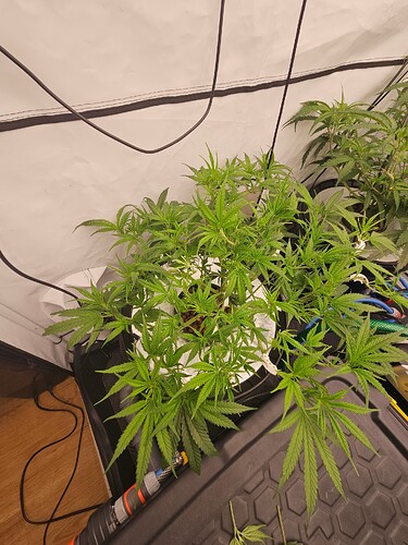 Growreport Bild 2