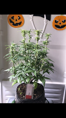 Growreport Bild 61