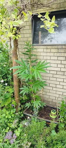 Growreport Bild 1