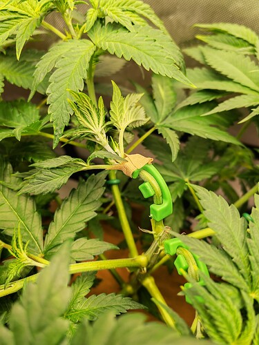 Growreport Bild 29