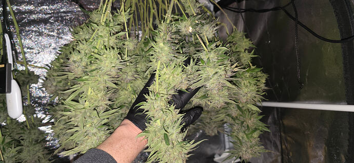 Growreport Bild 34
