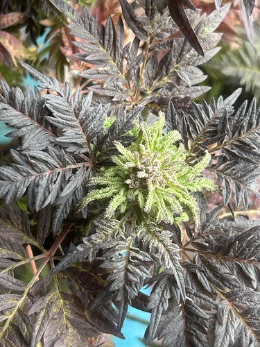 Growreport Bild 30