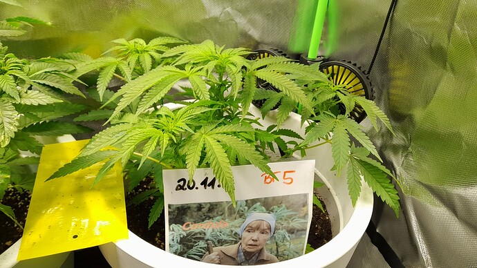 Growreport Bild 2