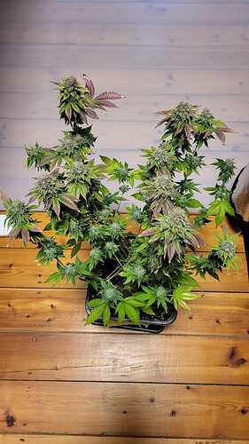 Growreport Bild 21