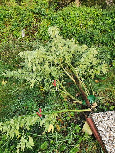 Growreport Bild 5