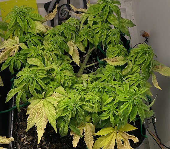 Growreport Bild 5