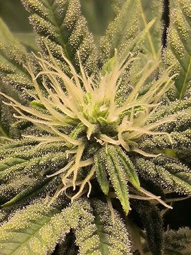 Growreport Bild 3
