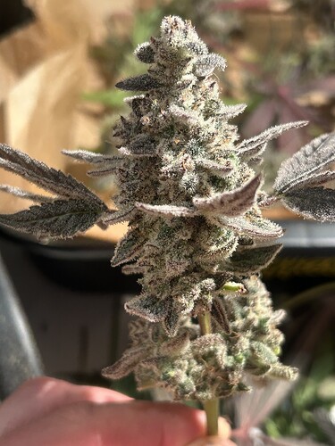 Growreport Bild 16