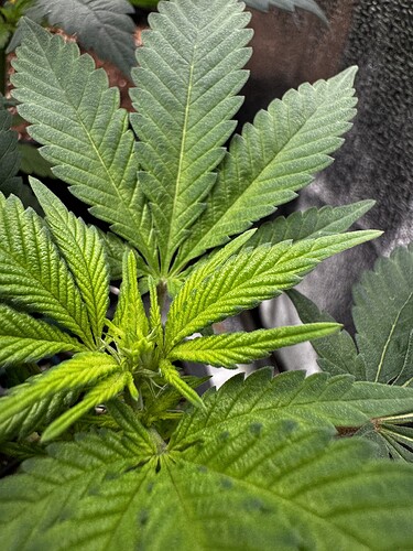 20240623_070326929_iOS