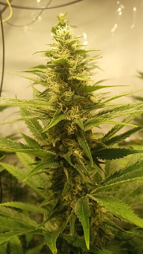 Growreport Bild 9