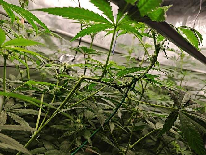Growreport Bild 7