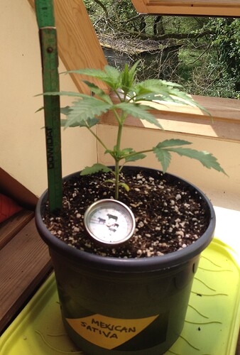 Mex 17 cm
