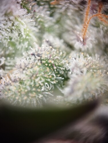 IMG_20250306_203950 - Kopie