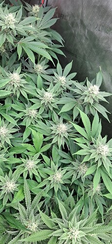 Growreport Bild 7