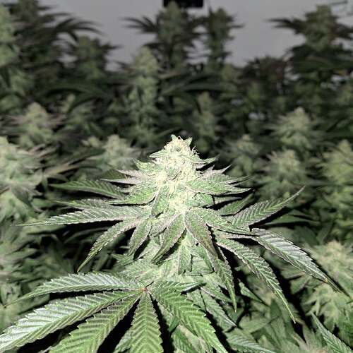 476445471_122167527764293599_1481804316257152929_n