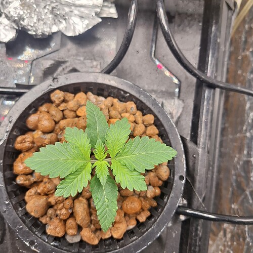 Ein junger Cannabissämling in einem schwarzen Netztopf mit Blähton.
