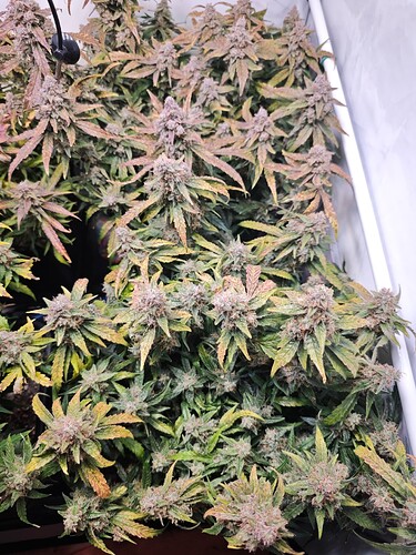 MVIMG_20251128_151130