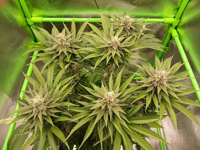 Growreport Bild 3