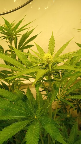 Growreport Bild 49