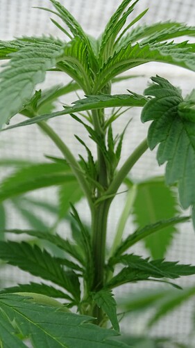Growreport Bild 20