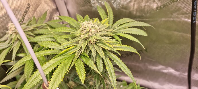 Growreport Bild 15