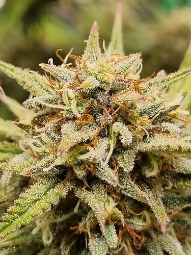 Growreport Bild 20