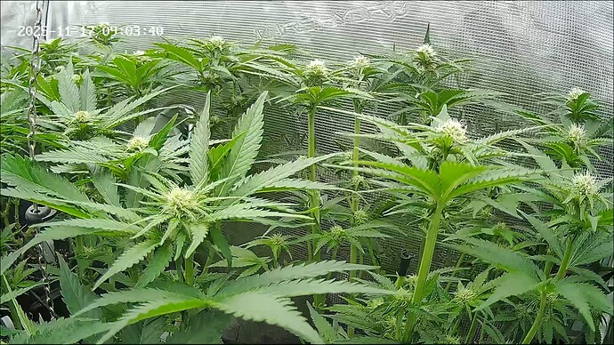 Growreport Bild 43