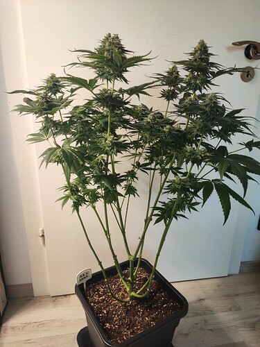 Growreport Bild 6