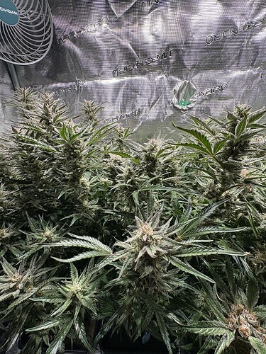 Growreport Bild 4