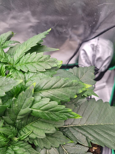 Growreport Bild 5