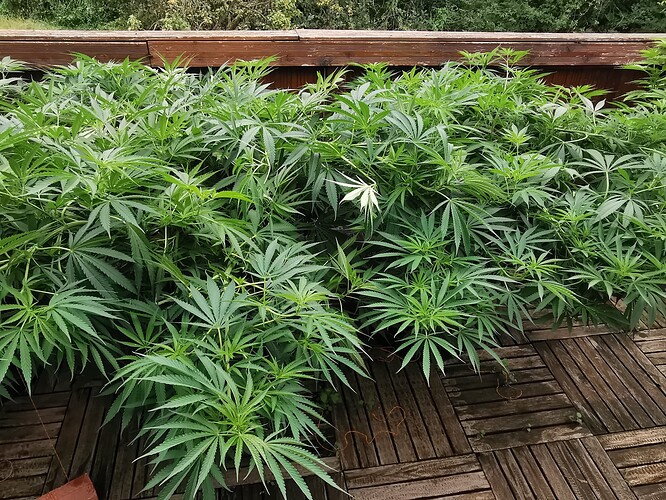 Growreport Bild 13